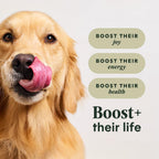 Instinct RawBoost Whole Grain — Alimento para Perro con Trozos de Pollo Crudo Deshidratado y Granos Enteros