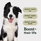 Instinct RawBoost Whole Grain — Alimento para Perro con Trozos de Pollo Crudo Deshidratado y Granos Enteros