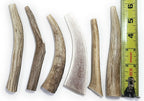 Big Dog Antler Chews — Pack de 6 Mordedores Naturales de Asta de Venado y Alce para Perros Pequeños de 0 a 20 Libras