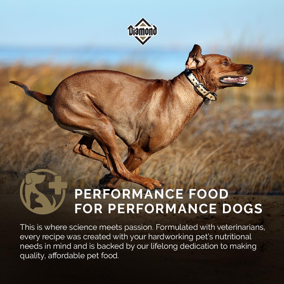 Diamond — Croquetas para Perros Adultos Muy Activos y Deportivos con Proteína, Probióticos y Antioxidantes