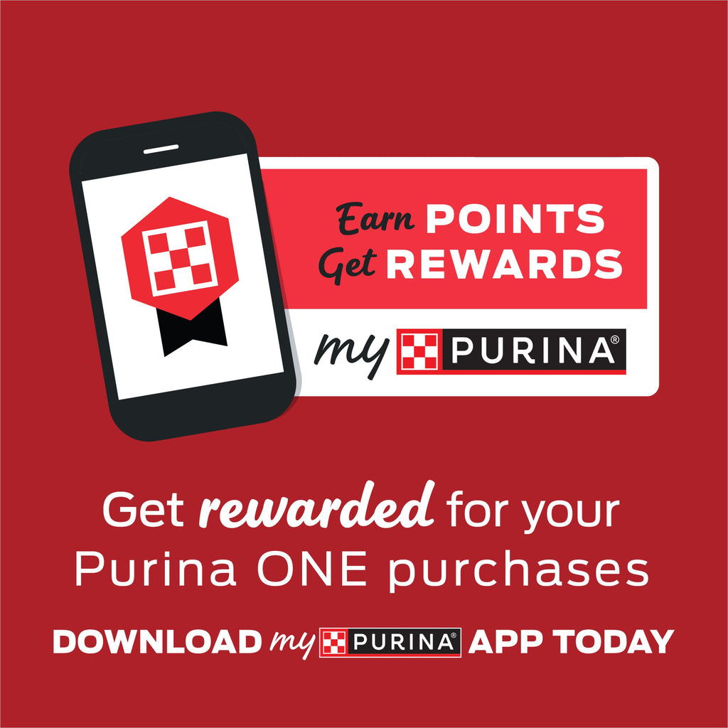 Purina ONE Grain Free — Alimento Húmedo en Paté sin Granos para Gato, Variedad Res, Pollo y Pescado Blanco del Océano