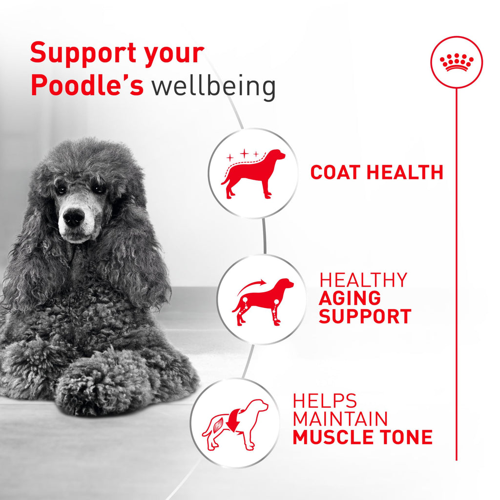Royal Canin Breed Health Nutrition Poodle Adult — Croquetas para Perro Adulto Raza Caniche