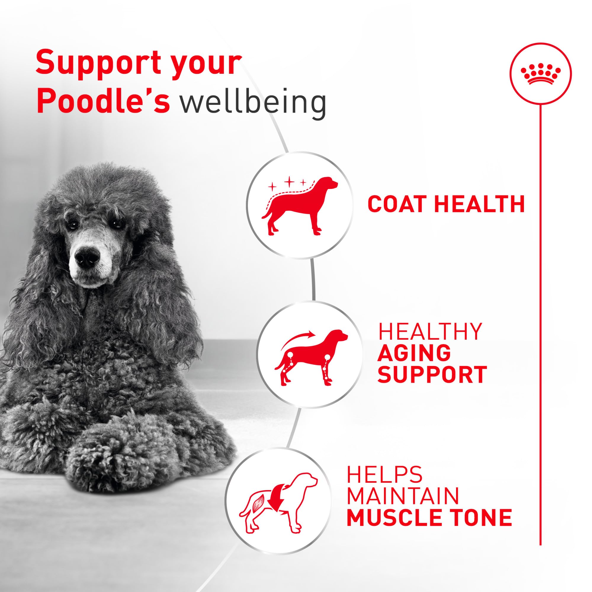 Royal Canin Breed Health Nutrition Poodle Adult — Croquetas para Perro Adulto Raza Caniche