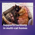FELIWAY Optimum Cat, Enhanced Calming Pheromone Diffuser, 30 Day Refill
