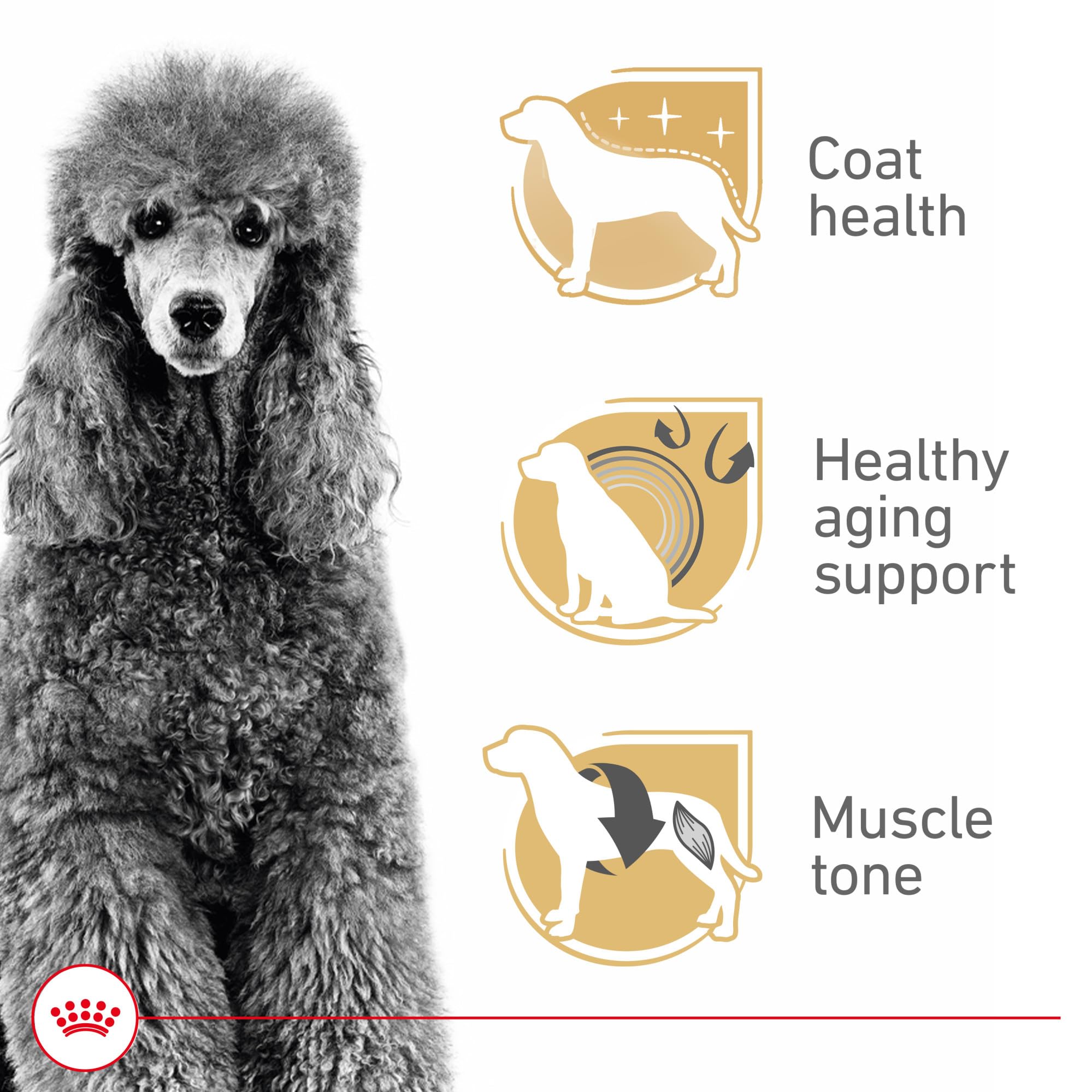 Royal Canin Breed Health Nutrition Poodle Adult — Croquetas para Perro Adulto Raza Caniche