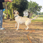 ZALER — Correa de Cuerda Reflectante con Mosquetón para Perros Medianos y Grandes