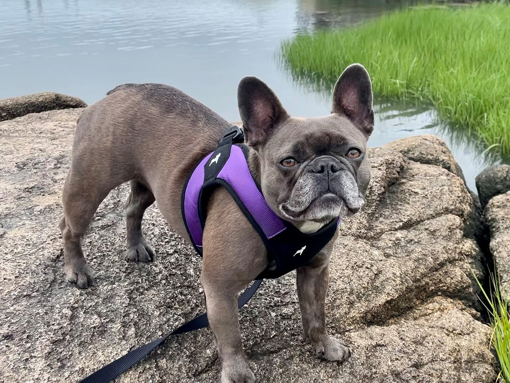 Gooby Escape Free Easy Fit — Arnés Antijale con Diseño Step-In y Hebilla de Liberación Rápida para Perros Pequeños y Medianos