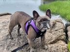 Gooby Escape Free Easy Fit — Arnés Antijale con Diseño Step-In y Hebilla de Liberación Rápida para Perros Pequeños y Medianos