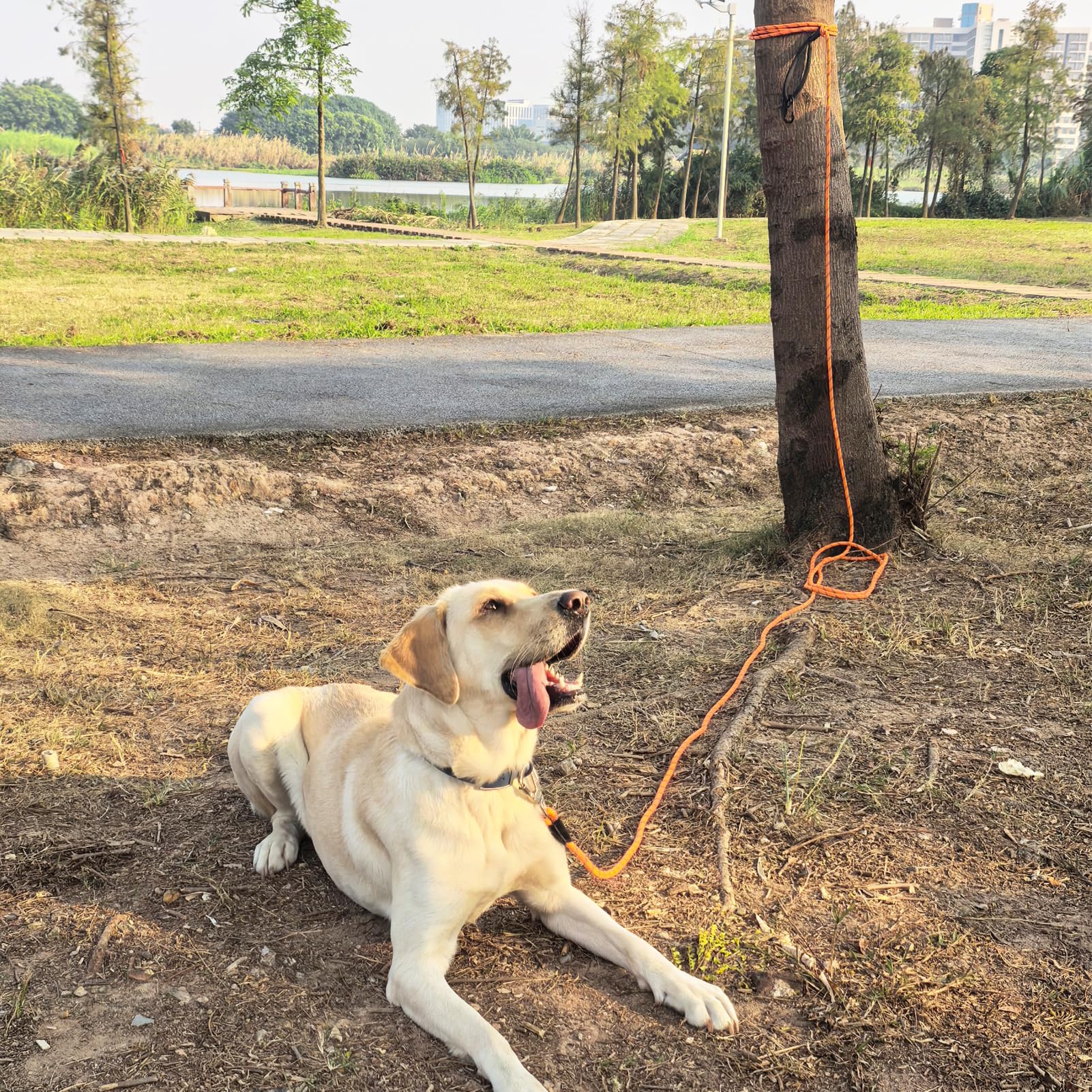 ZALER — Correa de Cuerda Reflectante con Mosquetón para Perros Medianos y Grandes