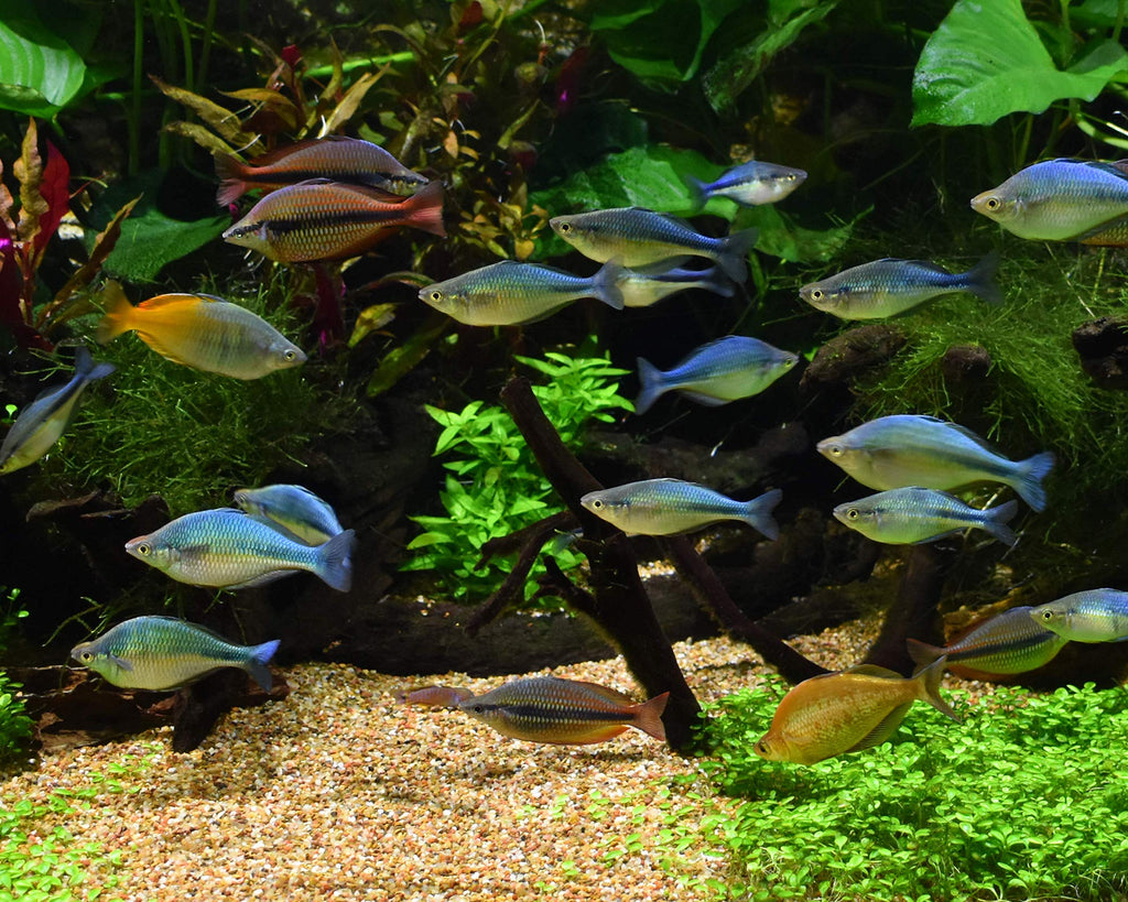 Seachem Matrix — Medio Filtrante Biológico de Alta Capacidad para Acuario