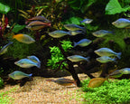 Seachem Matrix — Medio Filtrante Biológico de Alta Capacidad para Acuario